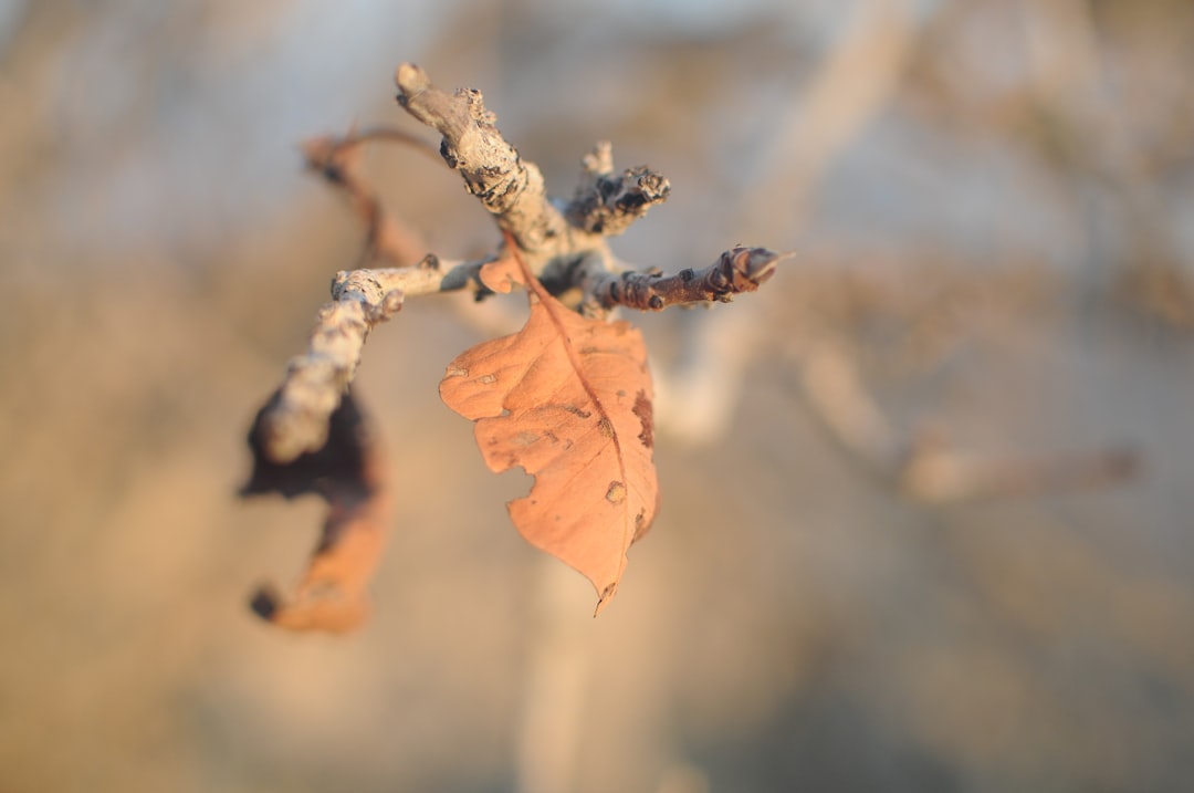 Photo Chokecherry jam